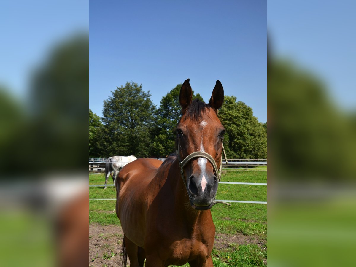 Other Thoroughbred Breeds Mare 20 years 16,2 hh Brown in Reutte