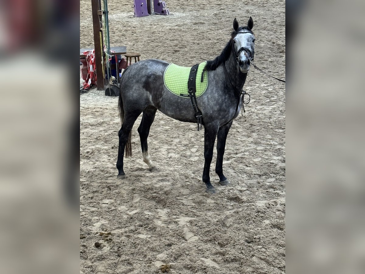 Other Thoroughbred Breeds Mare 3 years 15,2 hh Grey-Blue-Tan in Wegeleben