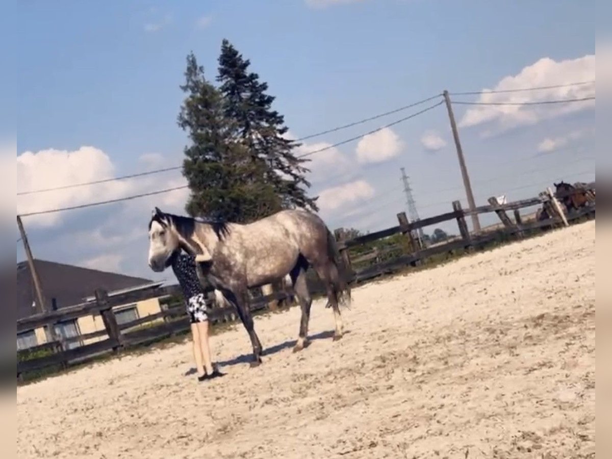 Other Thoroughbred Breeds Mare 4 years 16,2 hh Chestnut in Mouscron