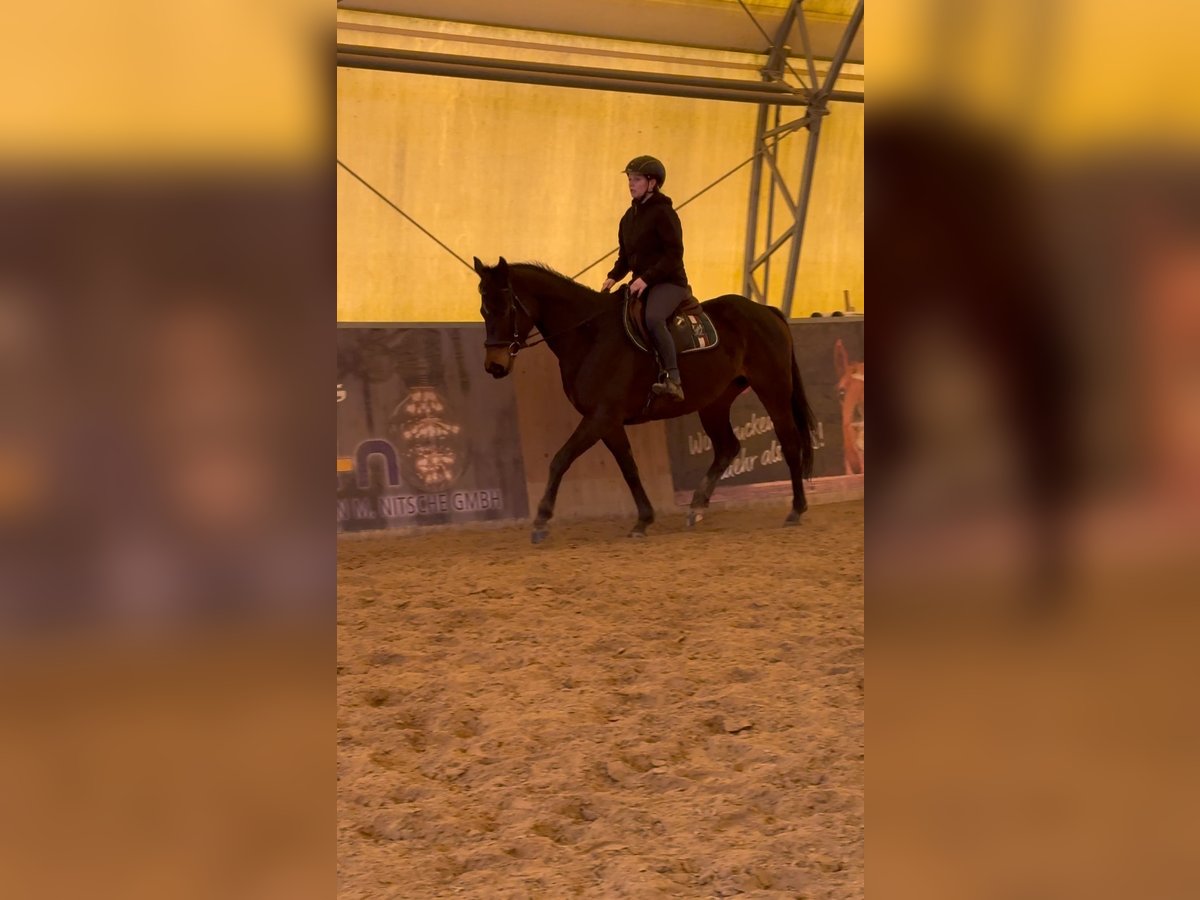 Other Thoroughbred Breeds Mare 5 years 15,3 hh Brown in Schwedt/OderSchwedt