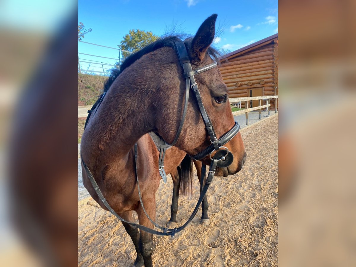 Other Thoroughbred Breeds Mare 6 years 15,2 hh Brown in Walsdorf