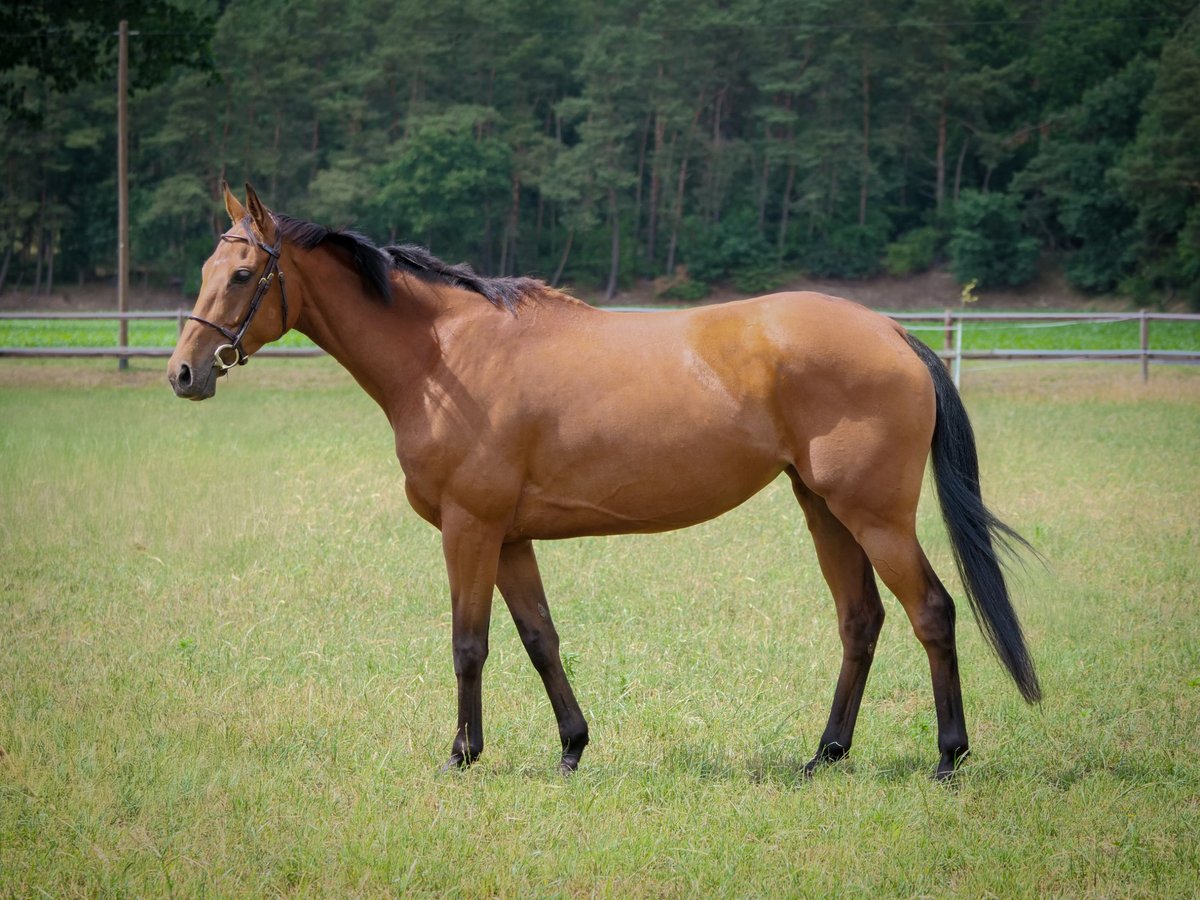 Other Thoroughbred Breeds Mare 6 years 15,2 hh Brown in Dohren