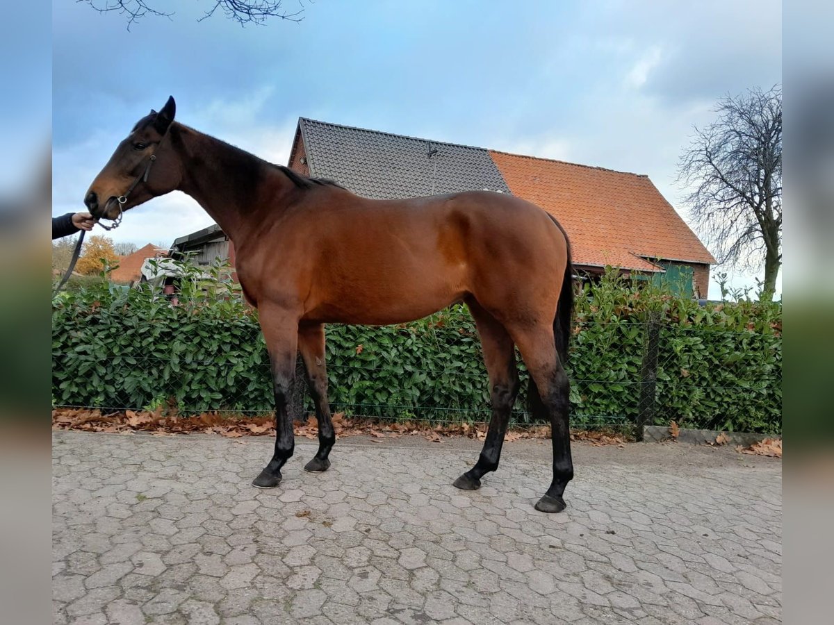 Other Thoroughbred Breeds Mare 6 years 16 hh in Bremen