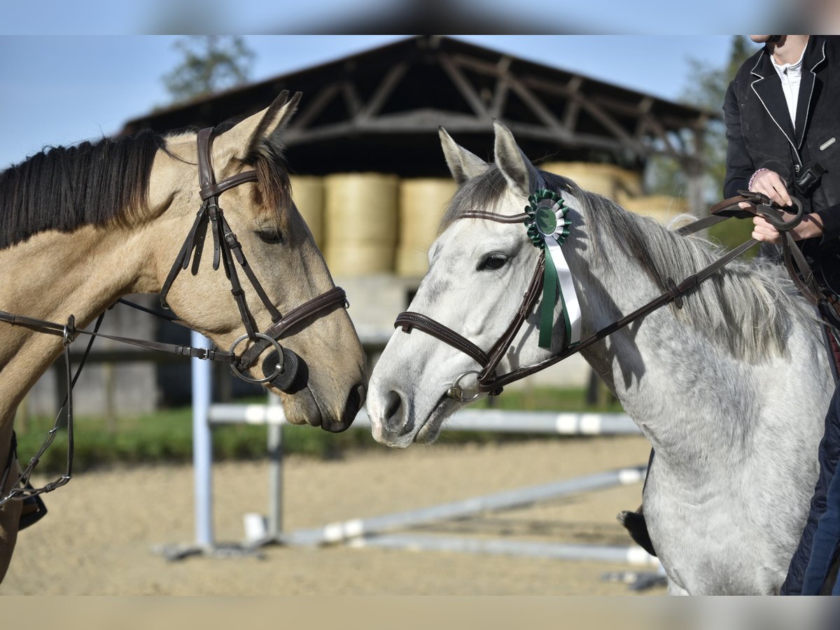 Other Thoroughbred Breeds Mare 6 years 16,2 hh Gray in Roanne
