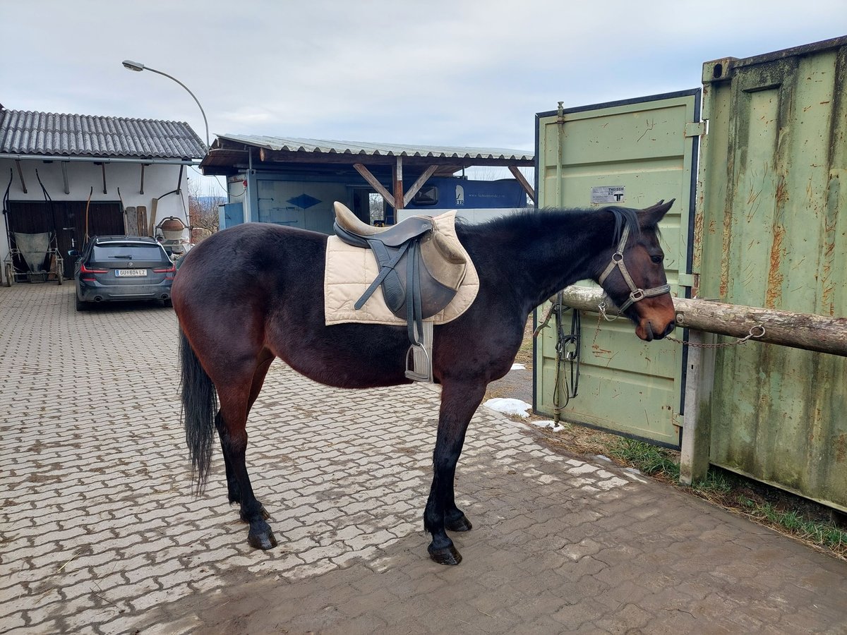 Other Thoroughbred Breeds Mare 8 years 15,2 hh in Strass in Steiermark