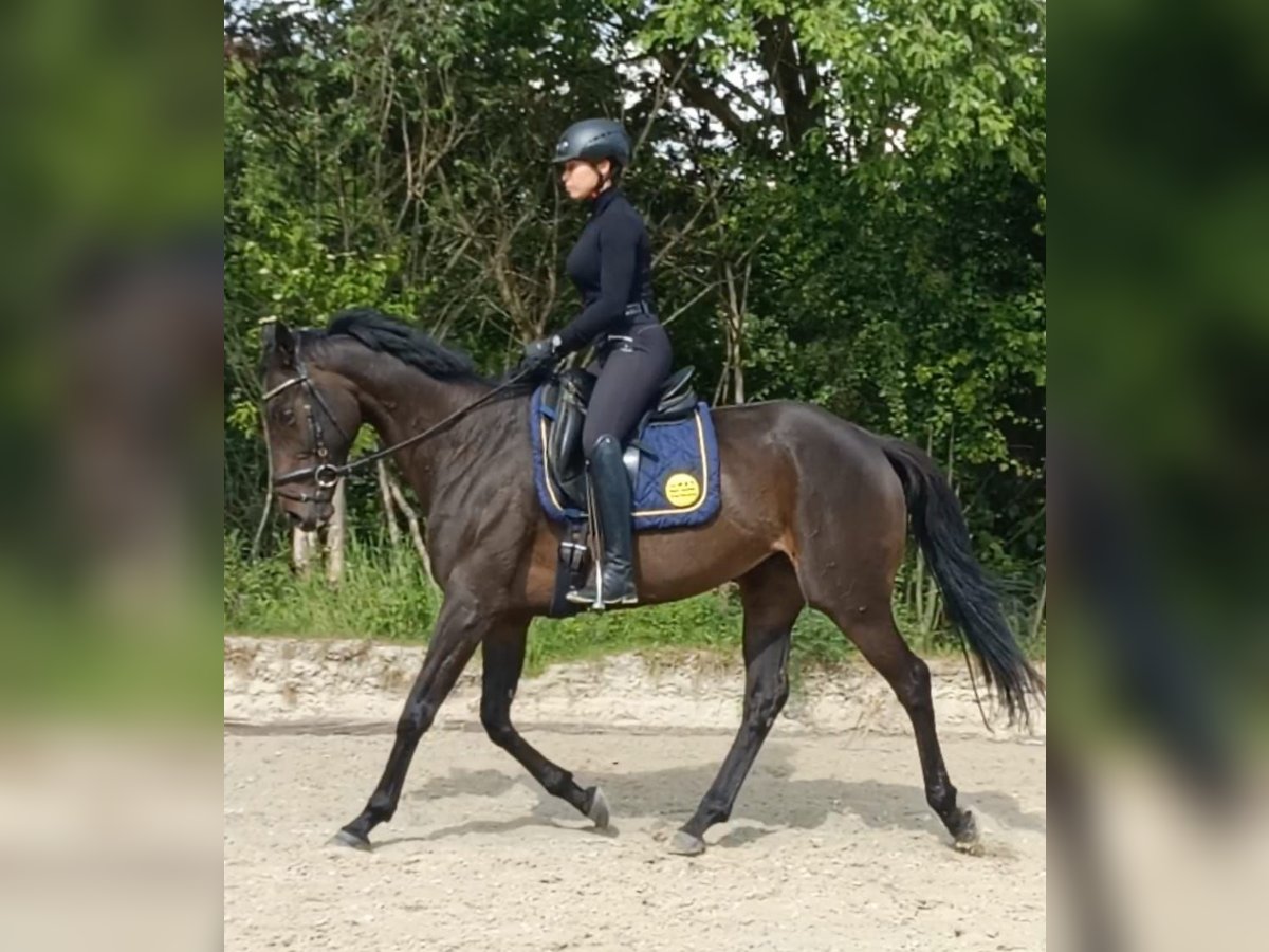 Other Thoroughbred Breeds Mare 8 years 16 hh in Hannover