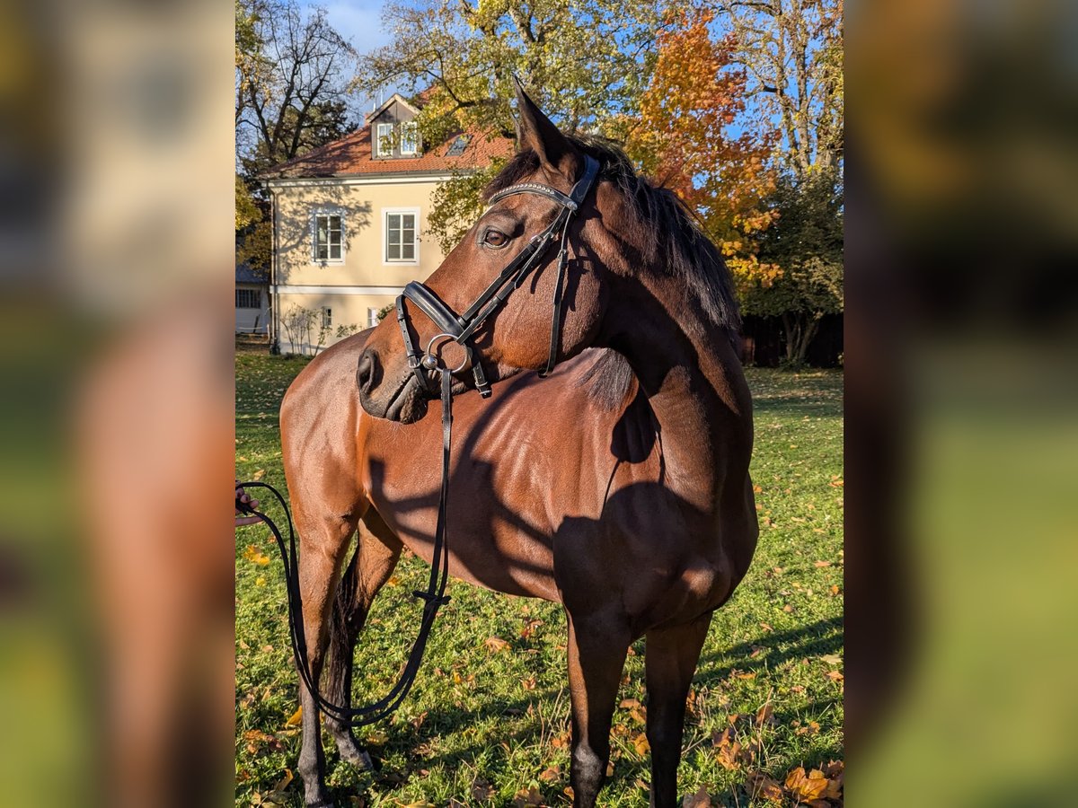 Other Thoroughbred Breeds Mare 8 years 16,1 hh Brown in Landshut Other Thoroughbred Breeds Mare 8 years 16,1 hh Brown in Landshut