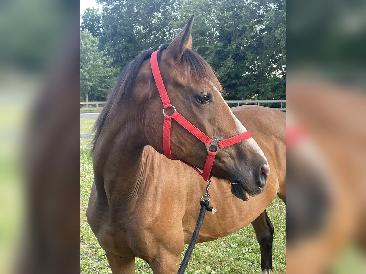 Other Thoroughbred Breeds Mare 9 years 14,2 hh Chestnut-Red in Techum