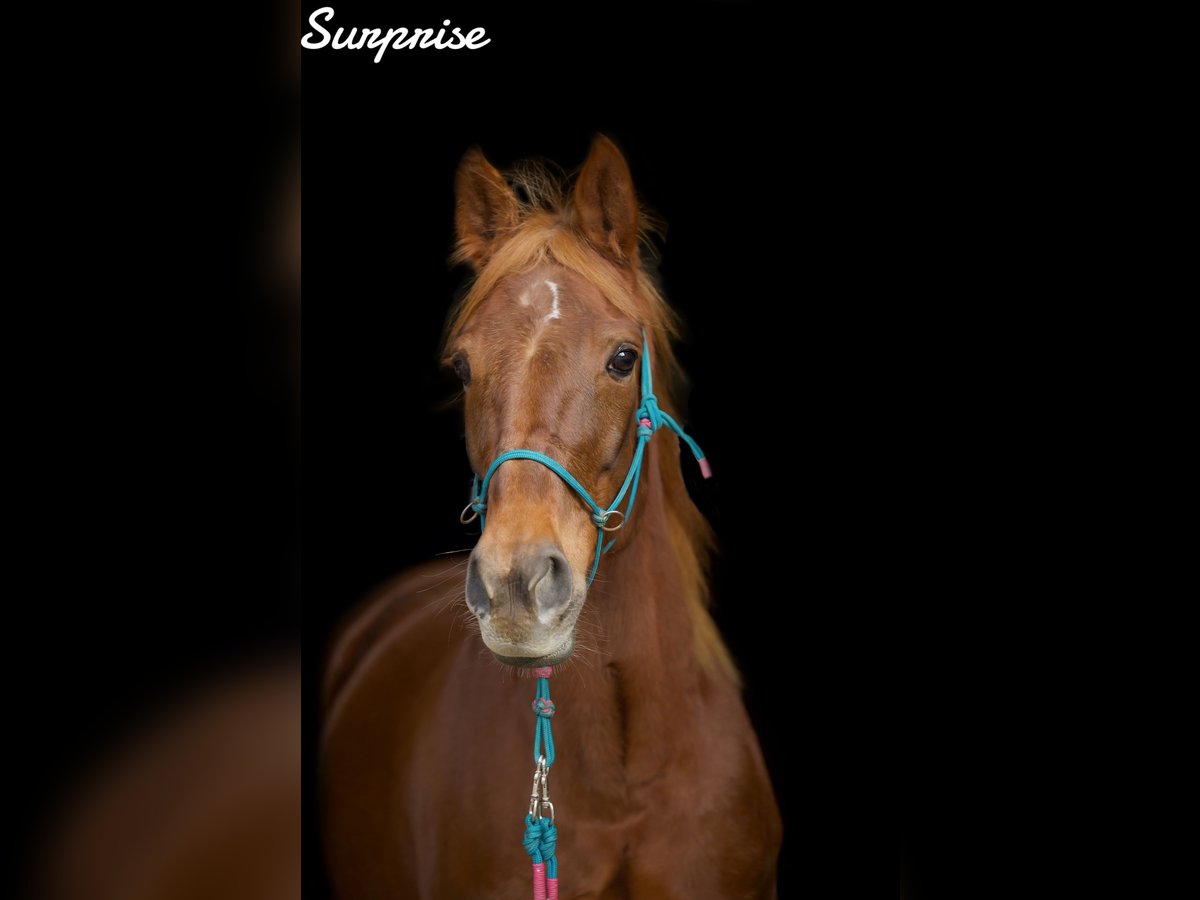 Other Thoroughbred Breeds Mare 9 years 15,1 hh Chestnut-Red in Wegberg