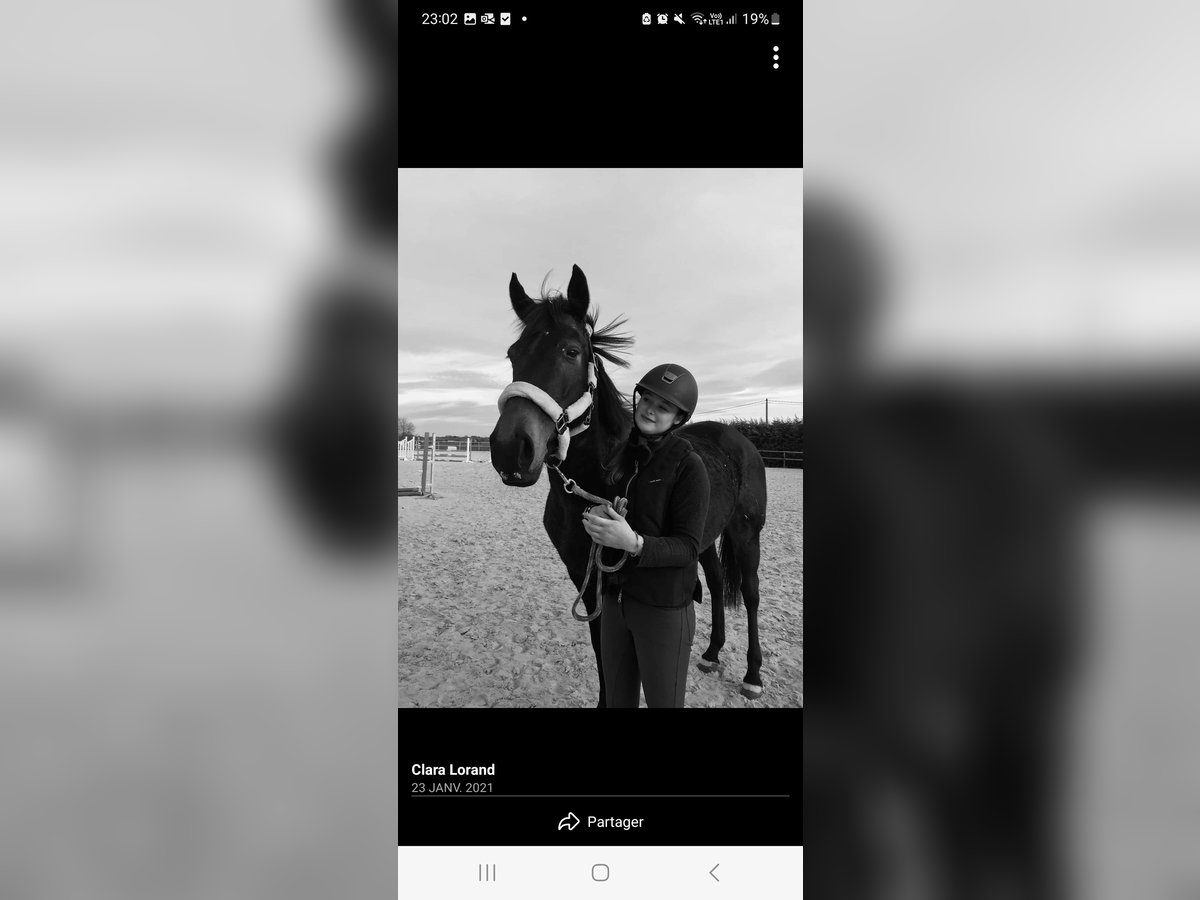 Other Thoroughbred Breeds Mare 9 years Black in Messancy