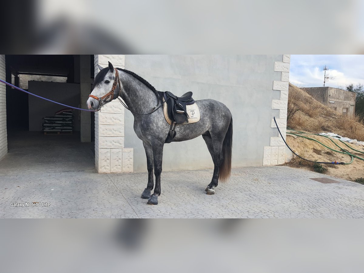 Other Thoroughbred Breeds Stallion 4 years 16 hh Gray in Elx/Elche