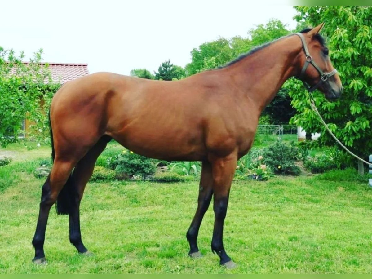 Other Thoroughbred Breeds Stallion 8 years 15,1 hh Gray-Blue-Tan in Dallgow-Döberitz