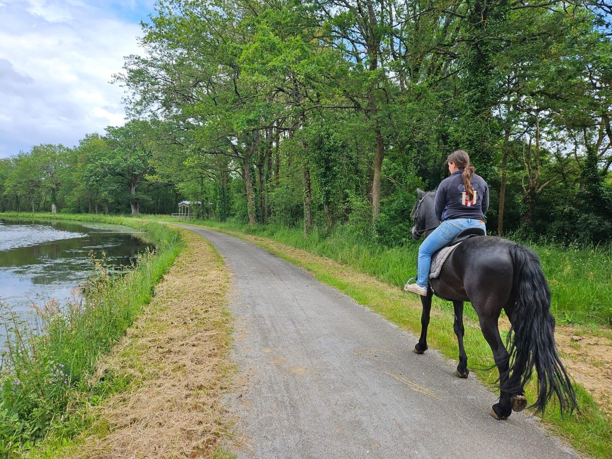 Other Warmbloods Gelding 10 years 15,2 hh Black in Heric