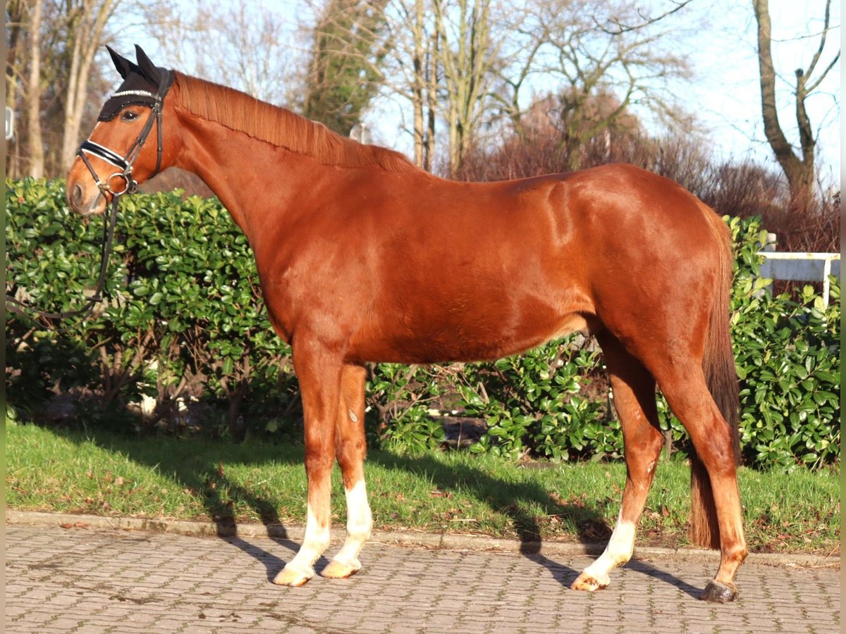 Other Warmbloods Gelding 10 years 15,3 hh Chestnut-Red in Selsingen