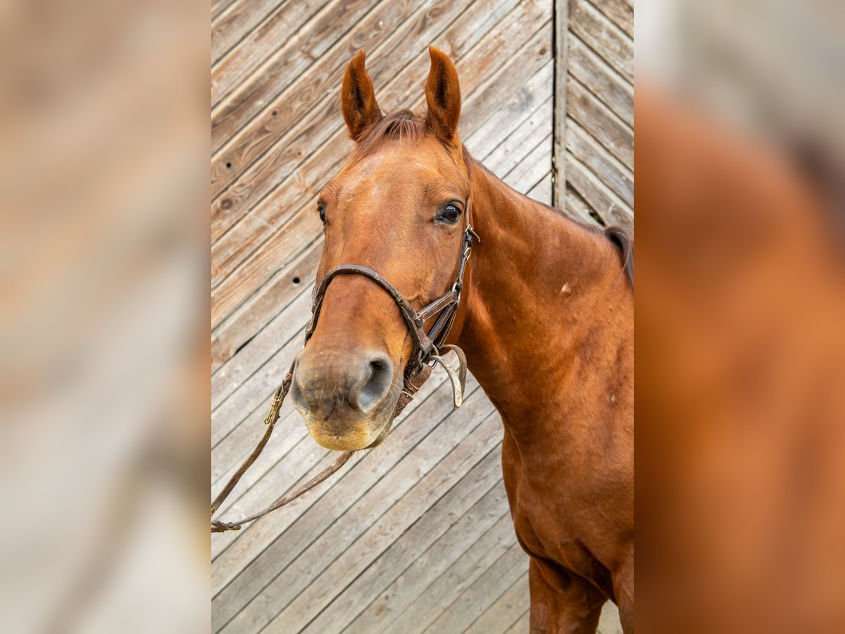 Other Warmbloods Mix Gelding 10 years 16,2 hh Chestnut-Red in Pramet