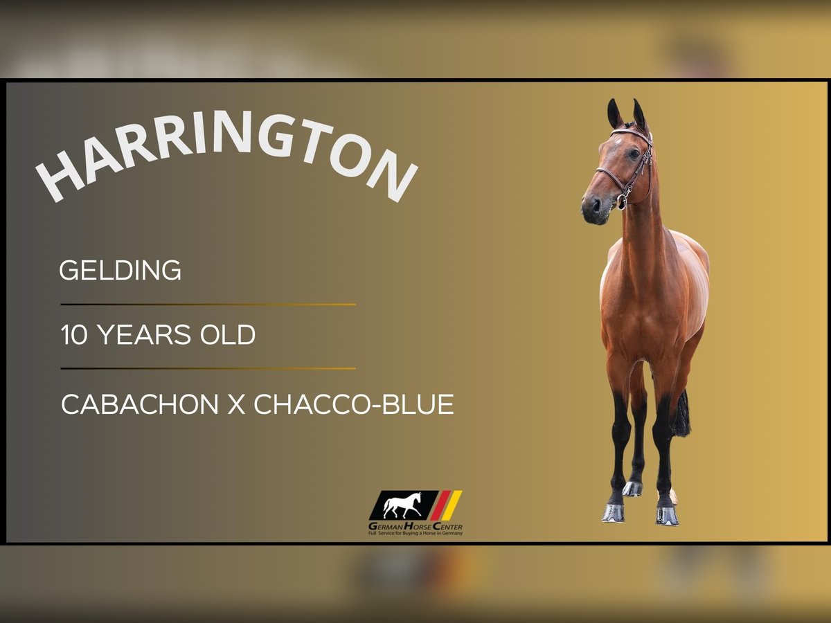 Other Warmbloods Gelding 10 years Brown in Z&#xFC;lpich