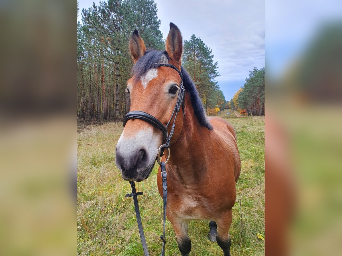 Other Warmbloods Mix Gelding 11 years 15,3 hh Brown in Coswig (Anhalt)