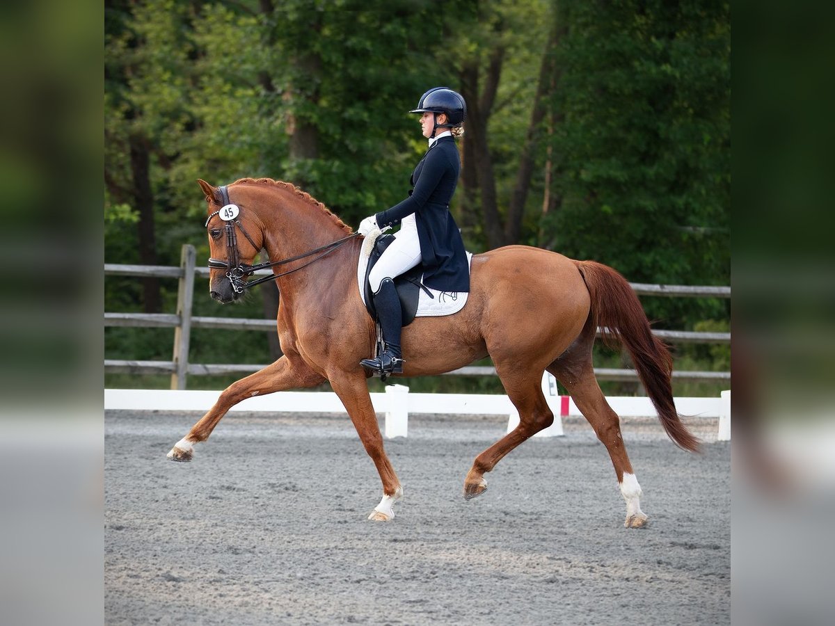 Other Warmbloods Gelding 11 years 16 hh Chestnut in Califon New Jersey