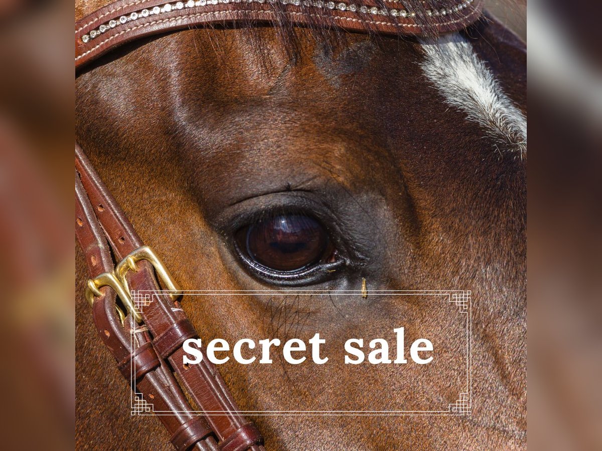 Other Warmbloods Gelding 11 years 16,2 hh Brown in Suhlendorf