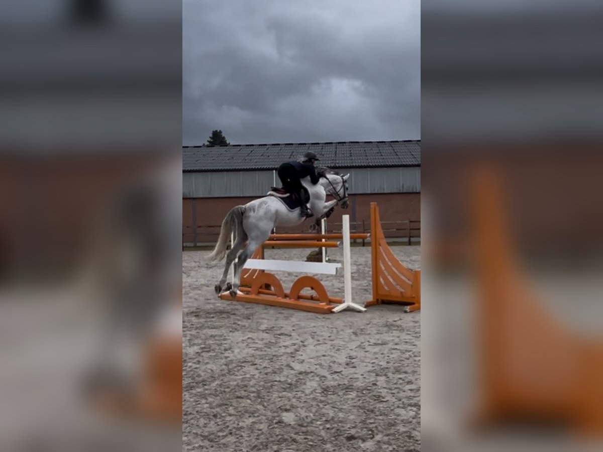 Other Warmbloods Gelding 11 years 16,3 hh Grey in Minderhout (Hoogstraten) Other Warmbloods Gelding 11 years 16,3 hh Grey in Minderhout (Hoogstraten)