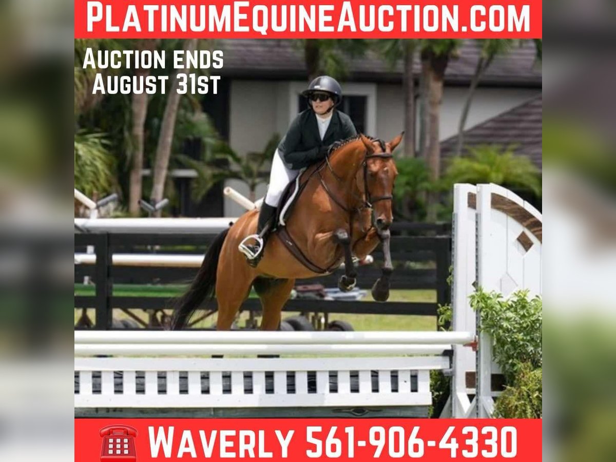 Other Warmbloods Gelding 11 years Bay in Loxahatcheee FL