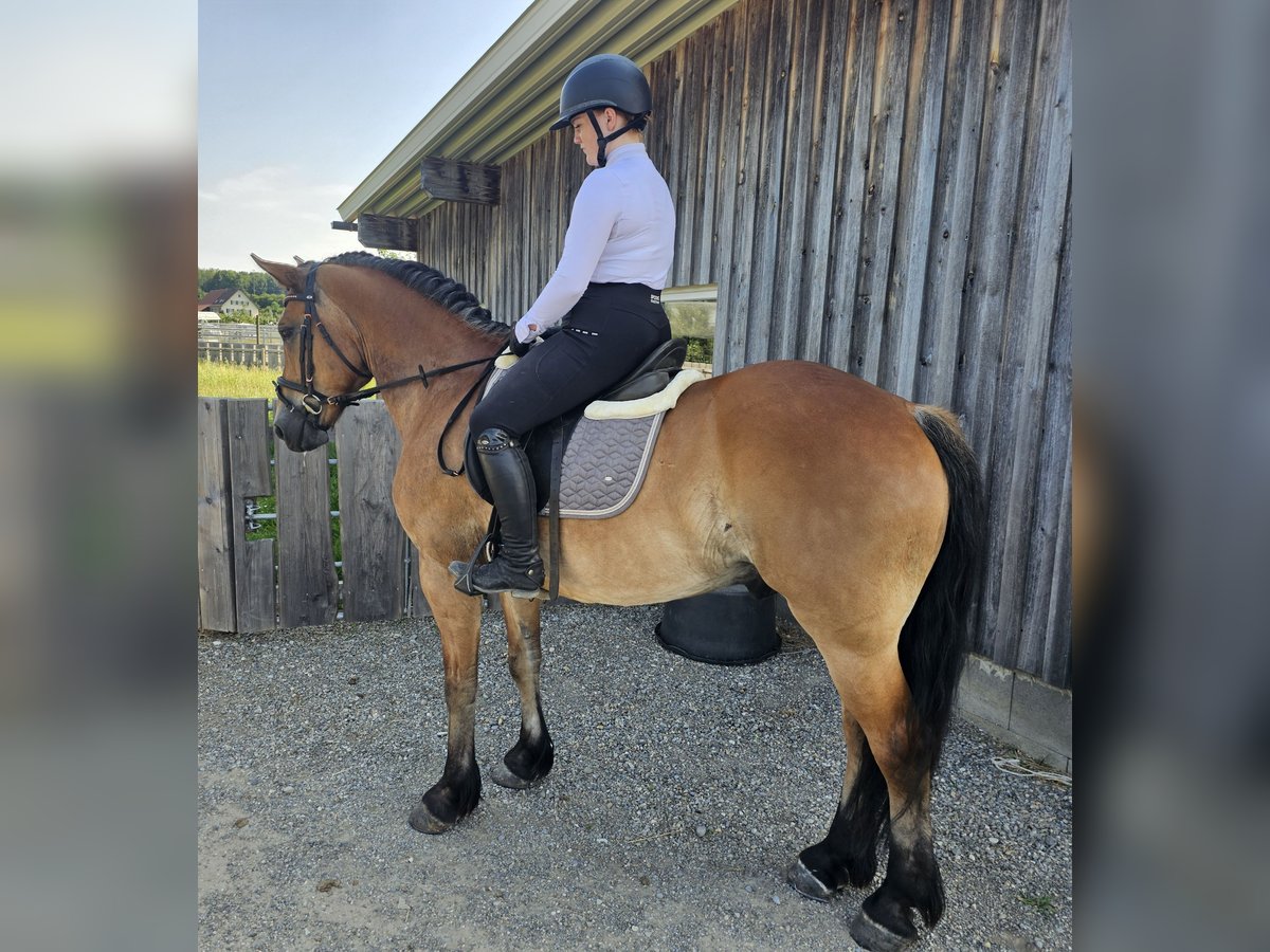 Other Warmbloods Mix Gelding 12 years 15,1 hh Brown in Kressbronn am Bodensee