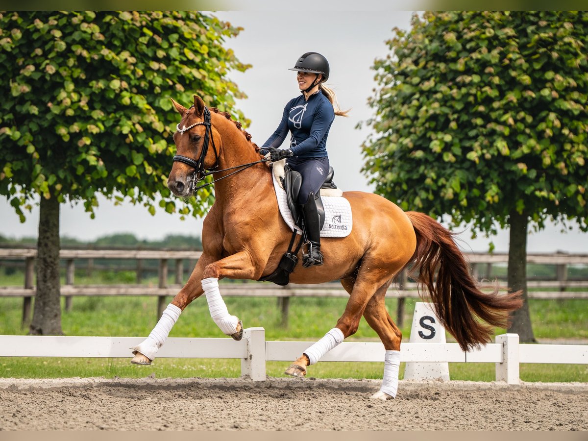Other Warmbloods, Gelding in Califon New Jersey