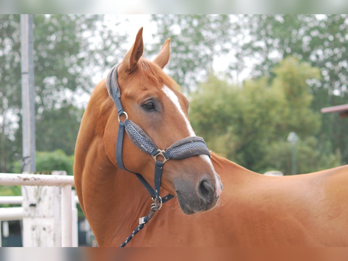 Other Warmbloods Gelding 12 years 17 hh Chestnut-Red in Wengelsdorf