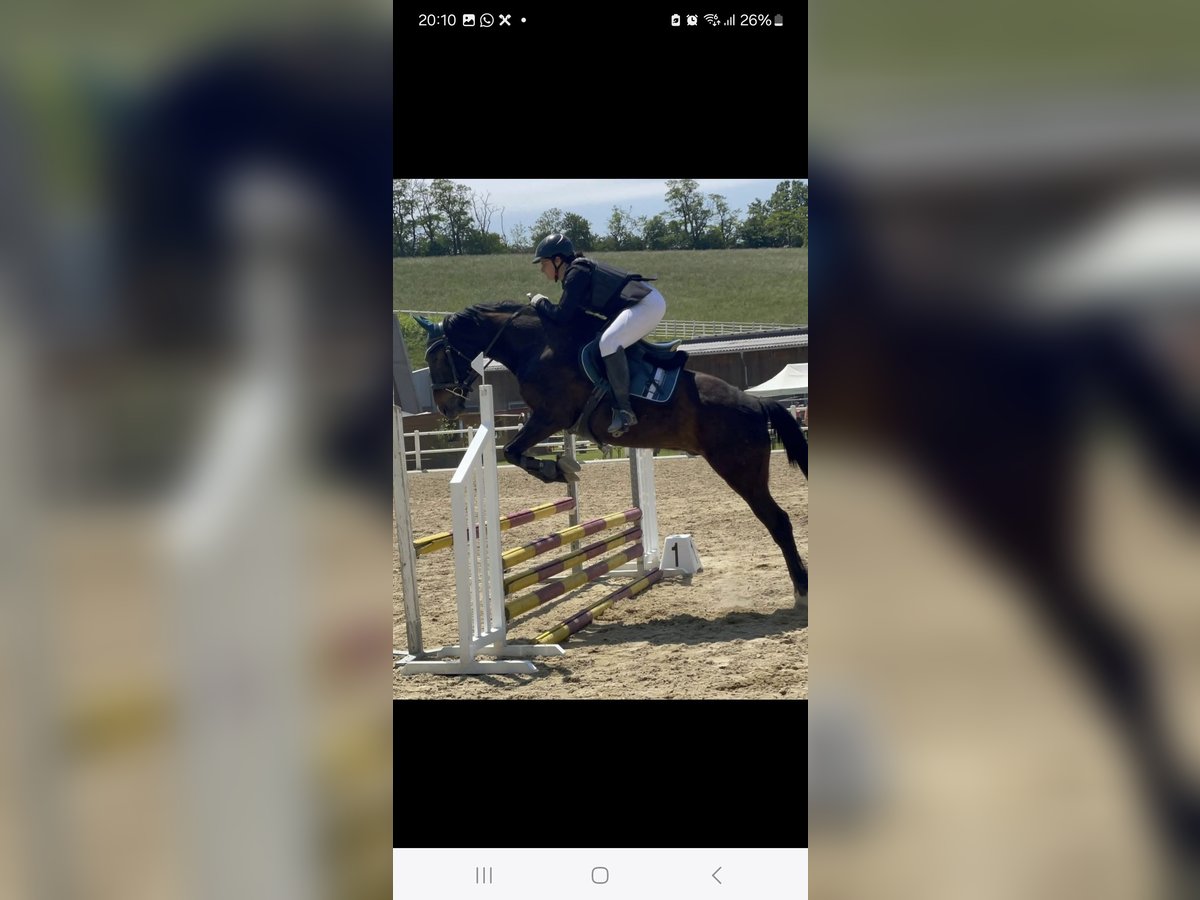 Other Warmbloods Gelding 13 years 15,2 hh Bay-Dark in Wimpassing an der Leitha