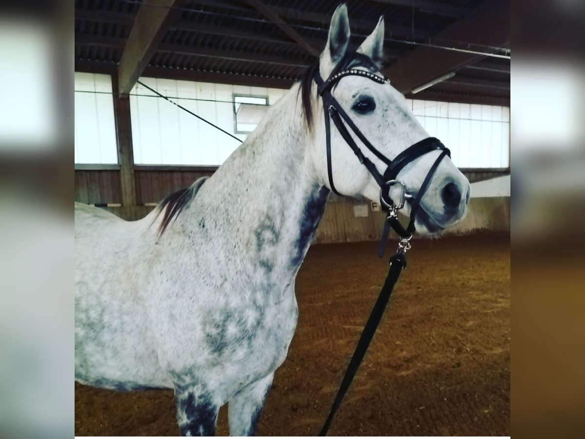 Other Warmbloods Gelding 13 years 15,2 hh Gray-Dapple in Günzburg