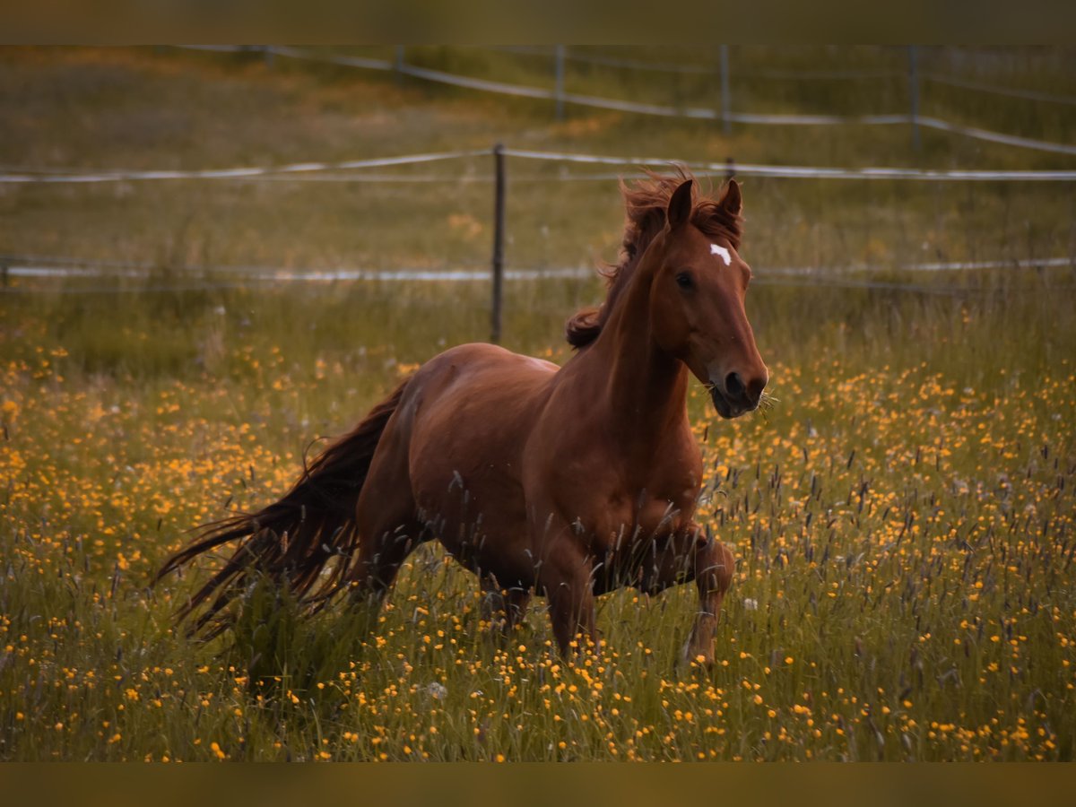 Other Warmbloods Mix Gelding 13 years 15,2 hh Chestnut-Red in Kulmbach