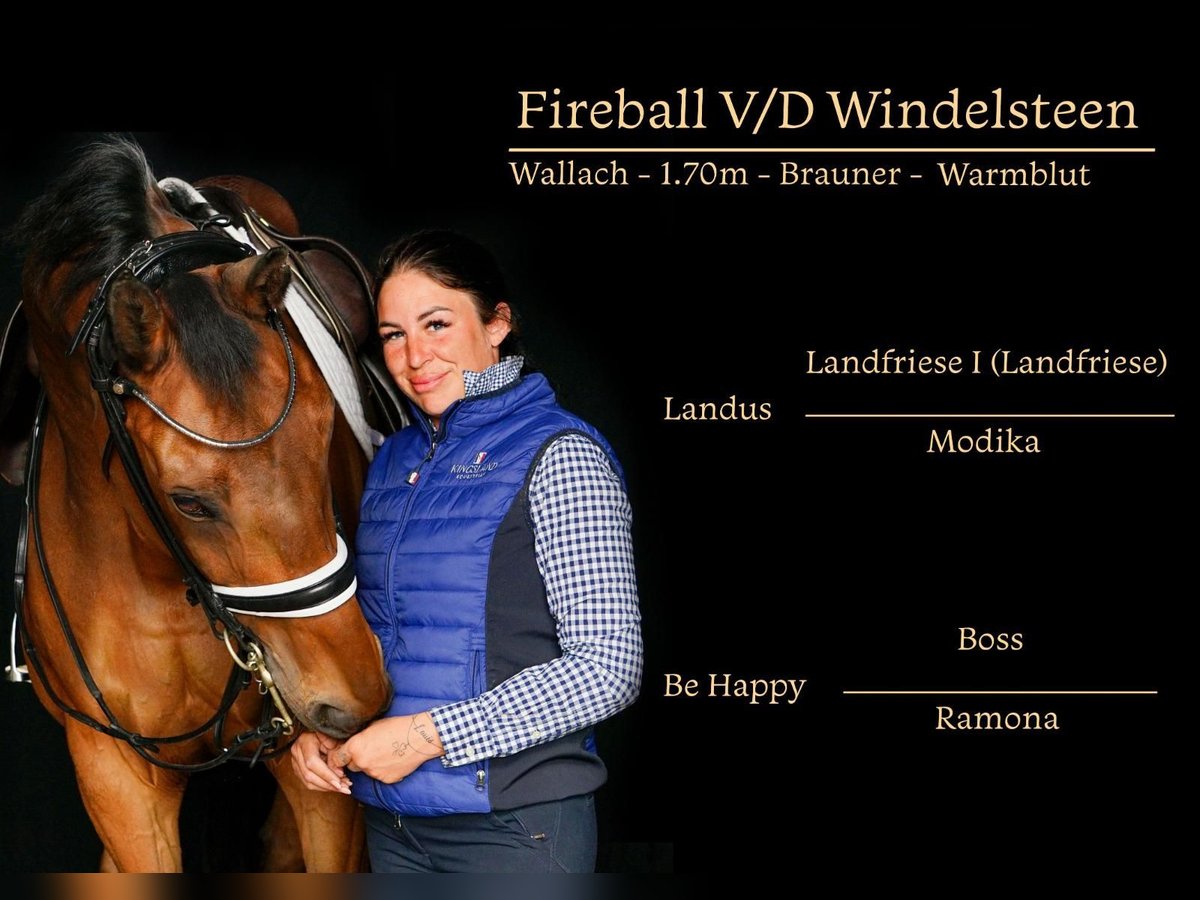 Other Warmbloods Gelding 13 years 16,2 hh Brown in Kessenich