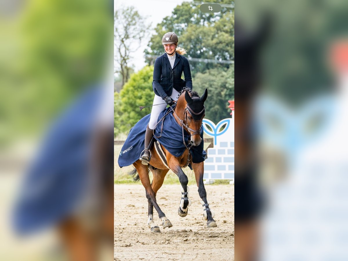 Other Warmbloods Gelding 13 years 16,1 hh Brown in Willich