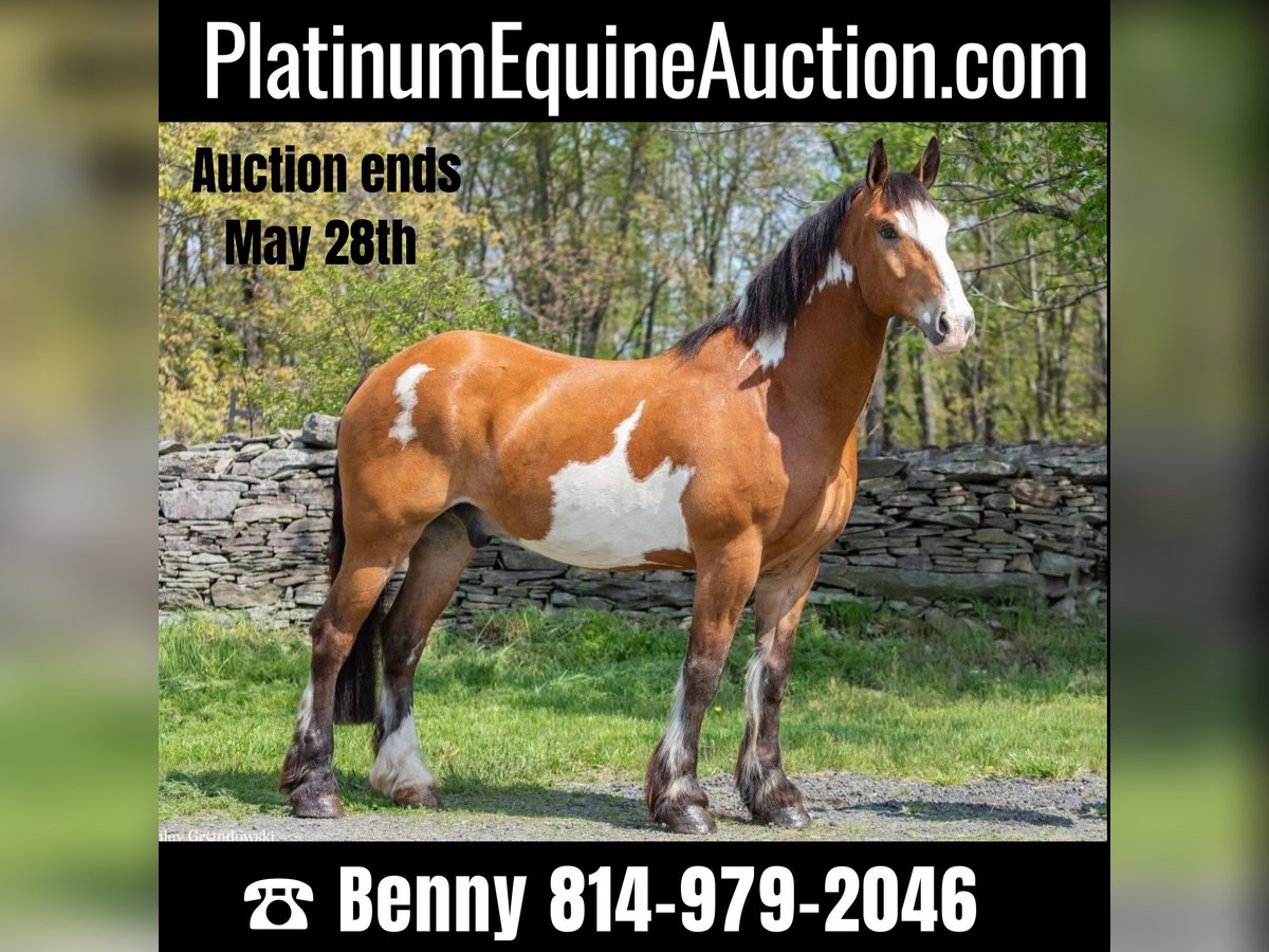 Other Warmbloods Gelding 14 years 16,2 hh Overo-all-colors in Everett PA