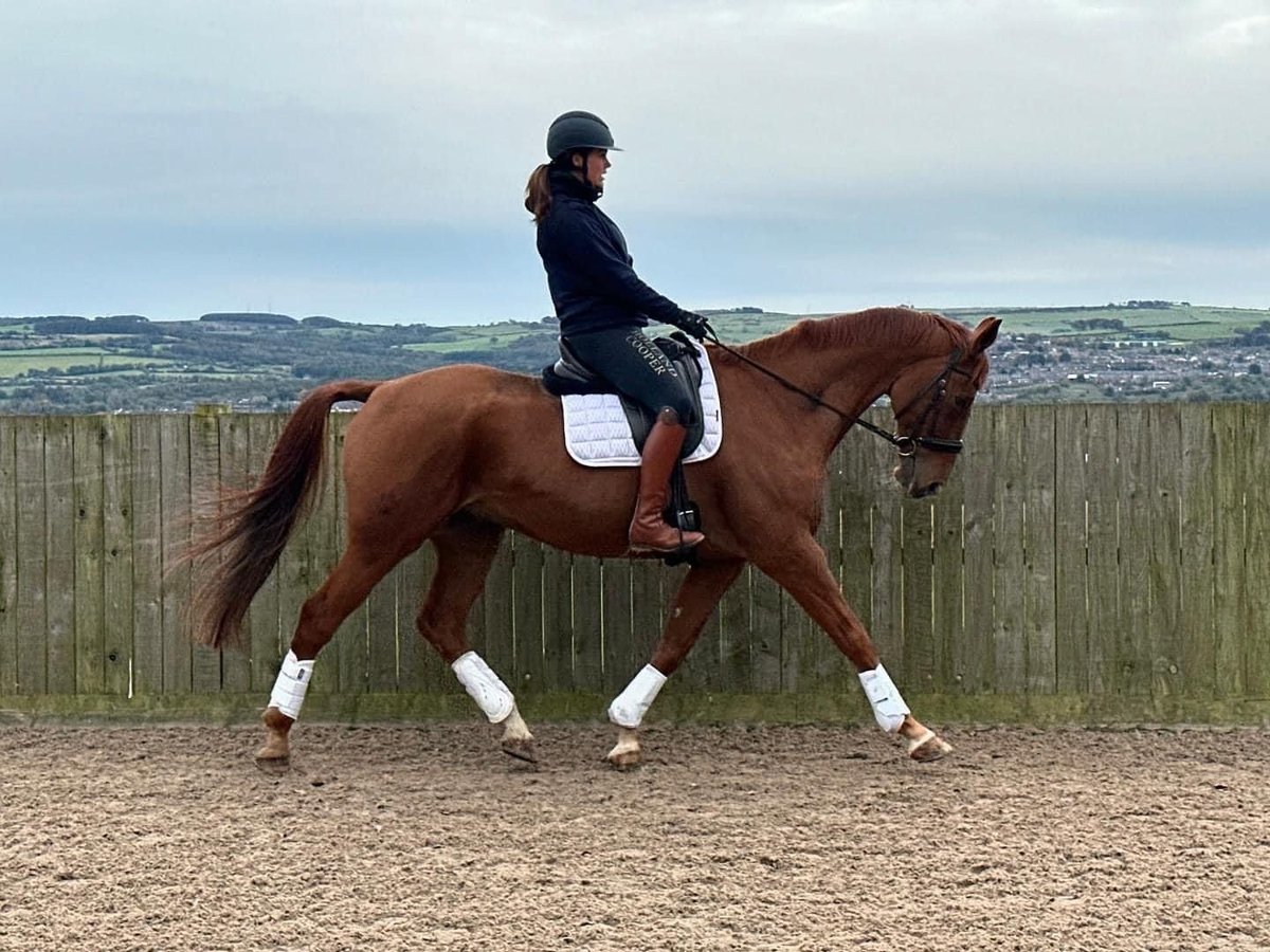 Other Warmbloods Gelding 14 years 16,3 hh Chestnut in horsley