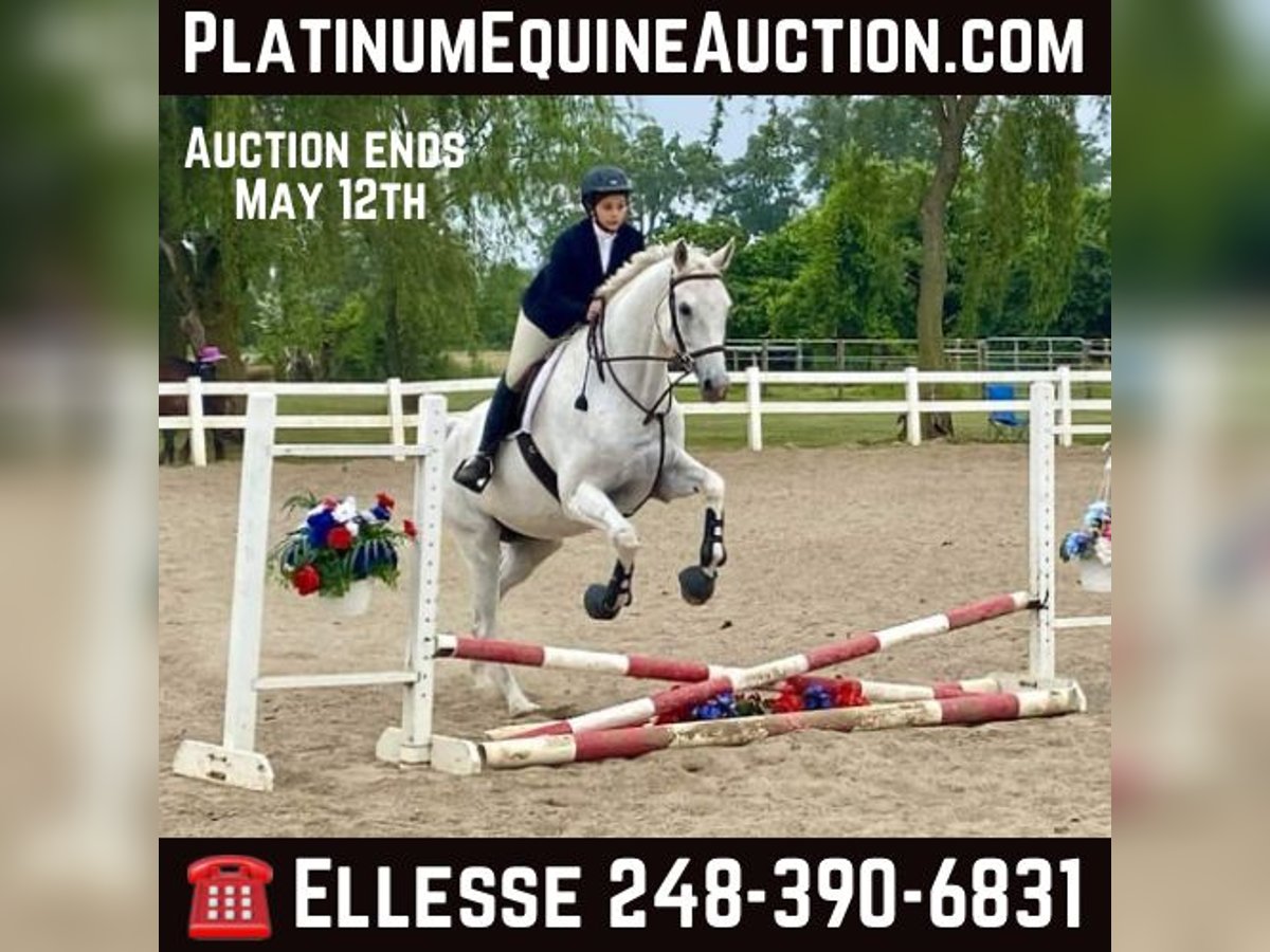 Other Warmbloods Gelding 14 years 16,3 hh Gray in Howell MI