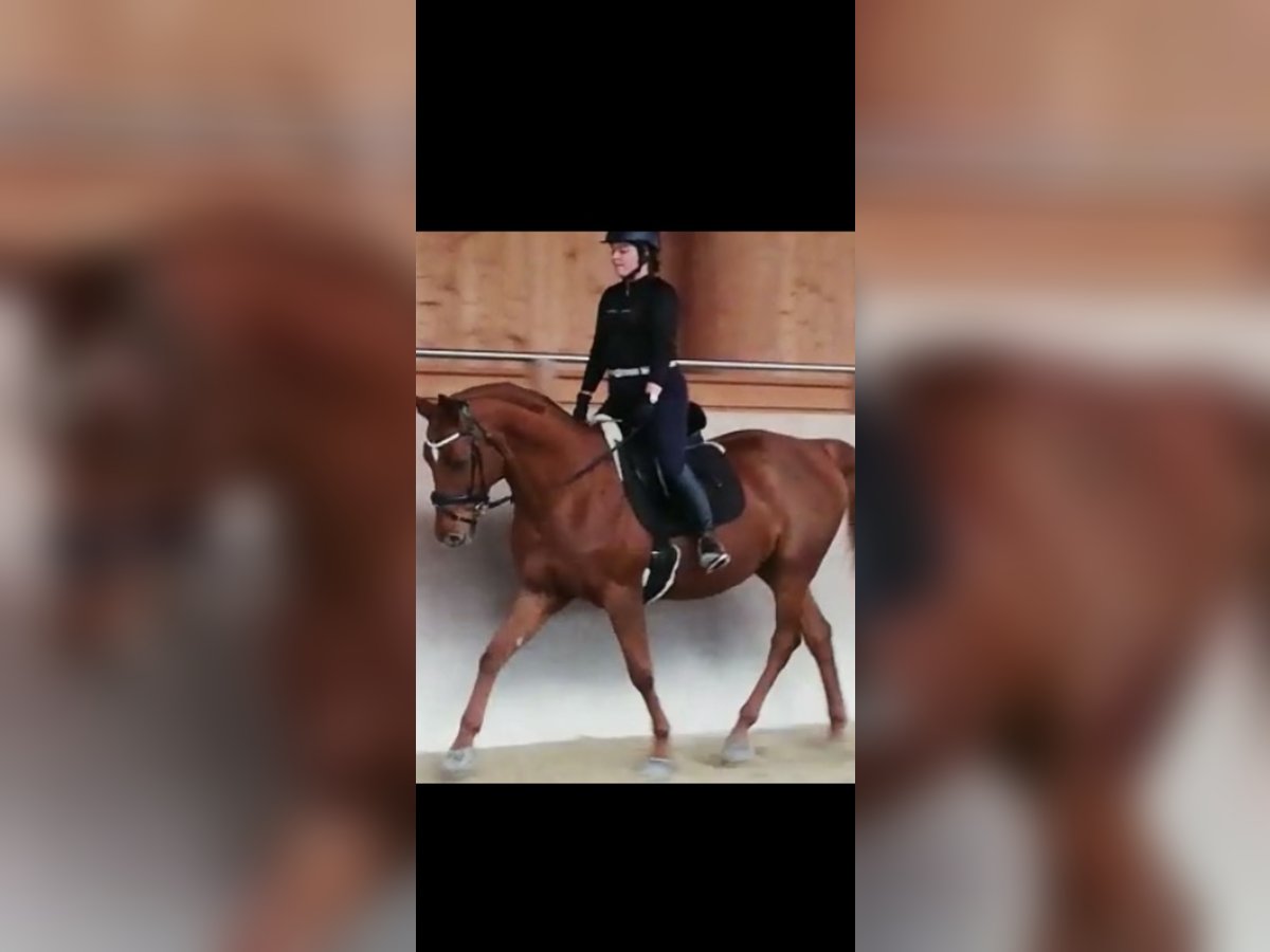 Other Warmbloods Gelding 15 years 16 hh Chestnut-Red in Pfarrkirchen