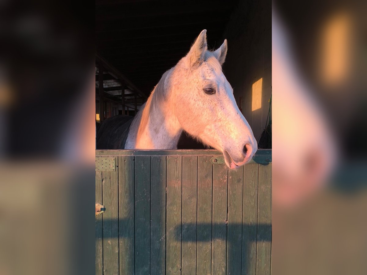 Other Warmbloods Gelding 16 years 16 hh Grey in Wunstorf