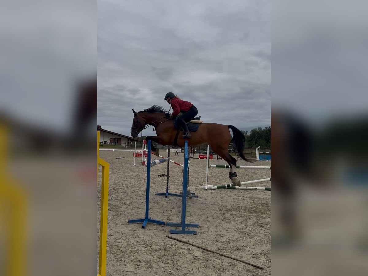 Other Warmbloods Mix Gelding 16 years 17 hh Brown in Bielsko-Bia&#x142;a