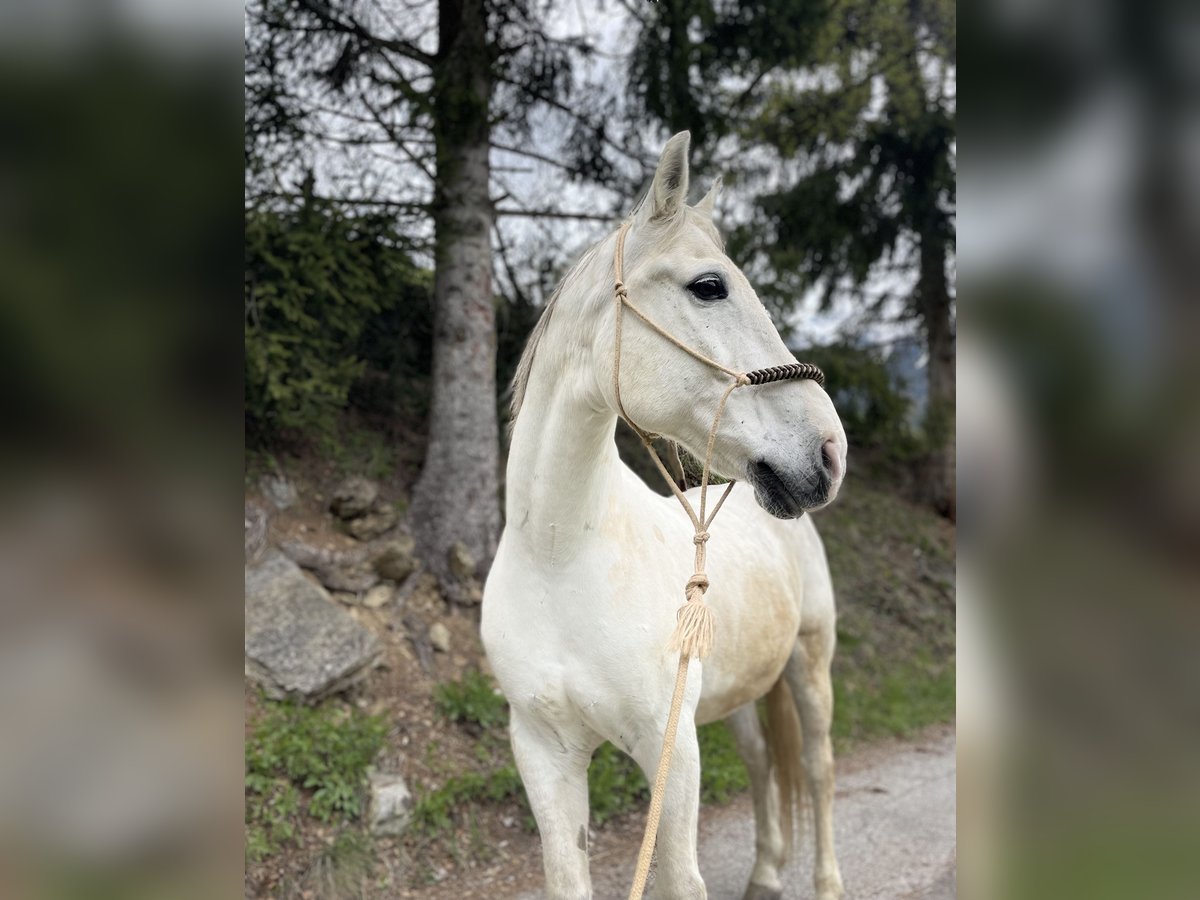 Other Warmbloods Gelding 17 years 16 hh Gray in Ratschings