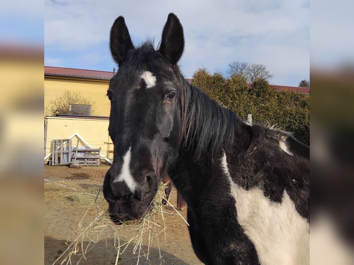 Other Warmbloods Gelding 17 years 16 hh Pinto in Bad Soden-Salm&#xFC;nster