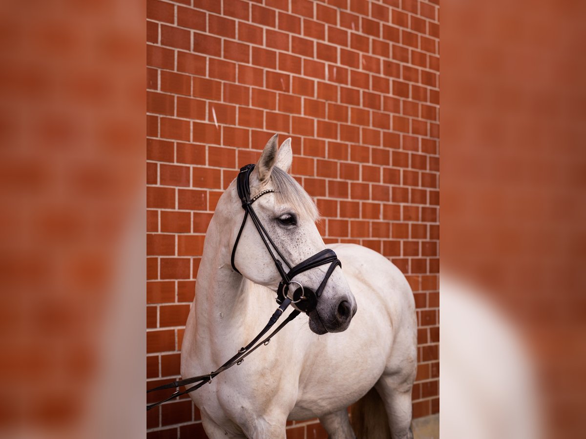 Other Warmbloods Mix Gelding 18 years 15,2 hh Grey in Br&#xFC;ck