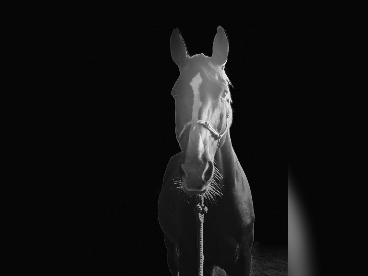 Other Warmbloods Gelding 18 years 16,1 hh Chestnut-Red in Train