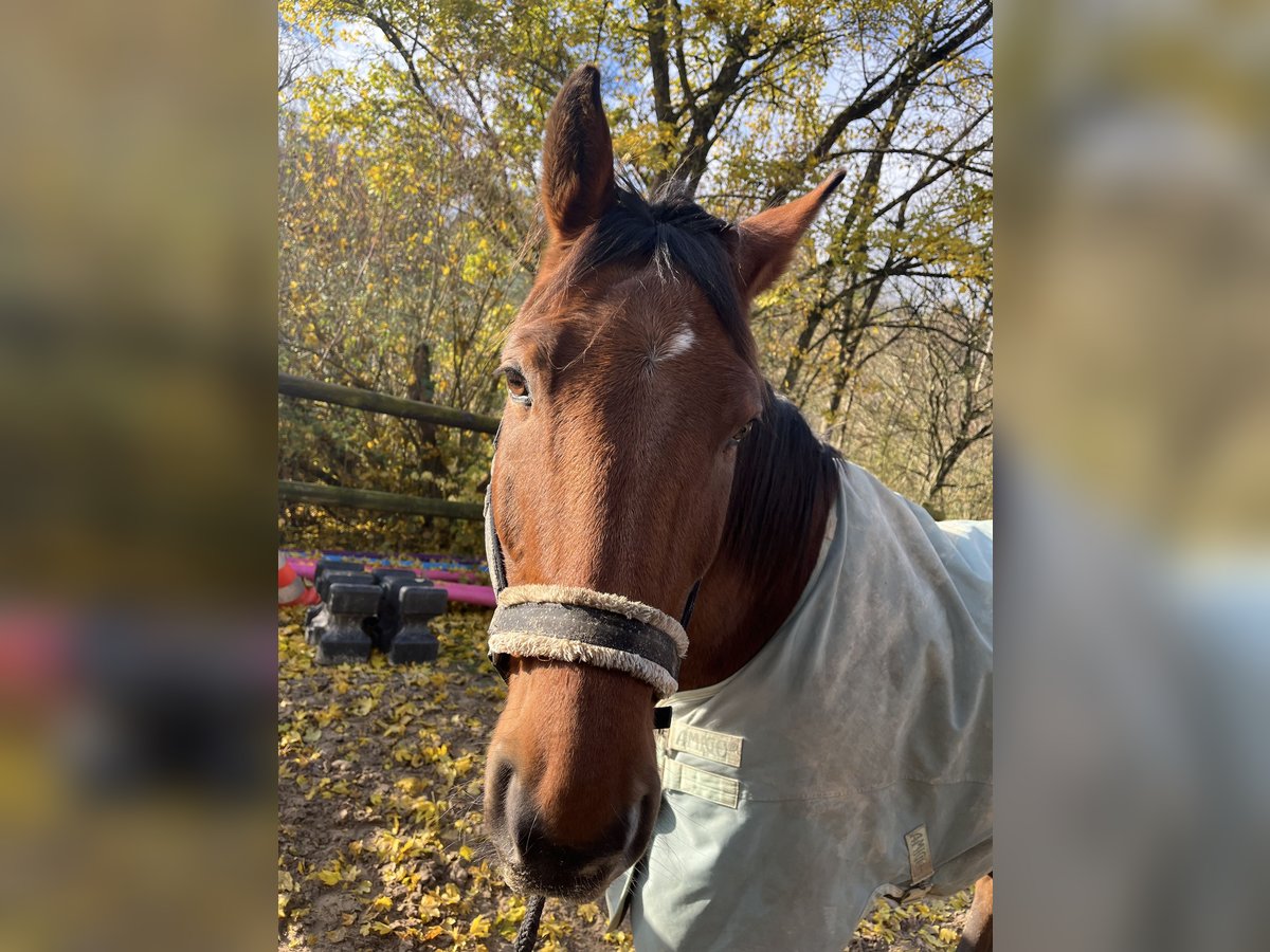 Other Warmbloods Gelding 19 years 16,1 hh Brown in Offenbach