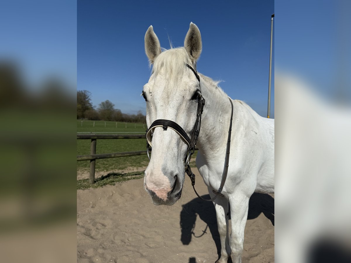Other Warmbloods Gelding 21 years 17,1 hh Gray in Jersbek