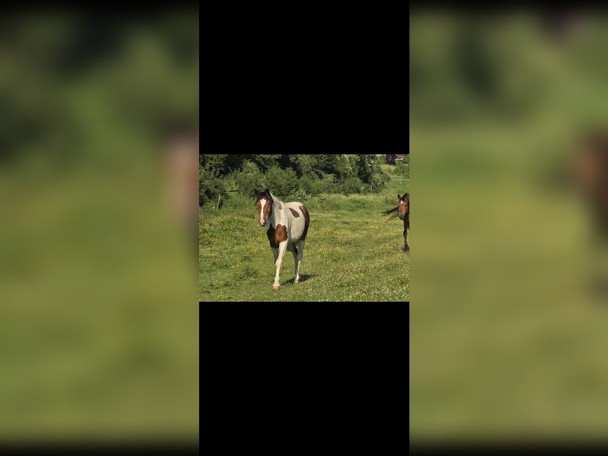 Other Warmbloods Mix Gelding 2 years 15,2 hh Pinto in Merklingen