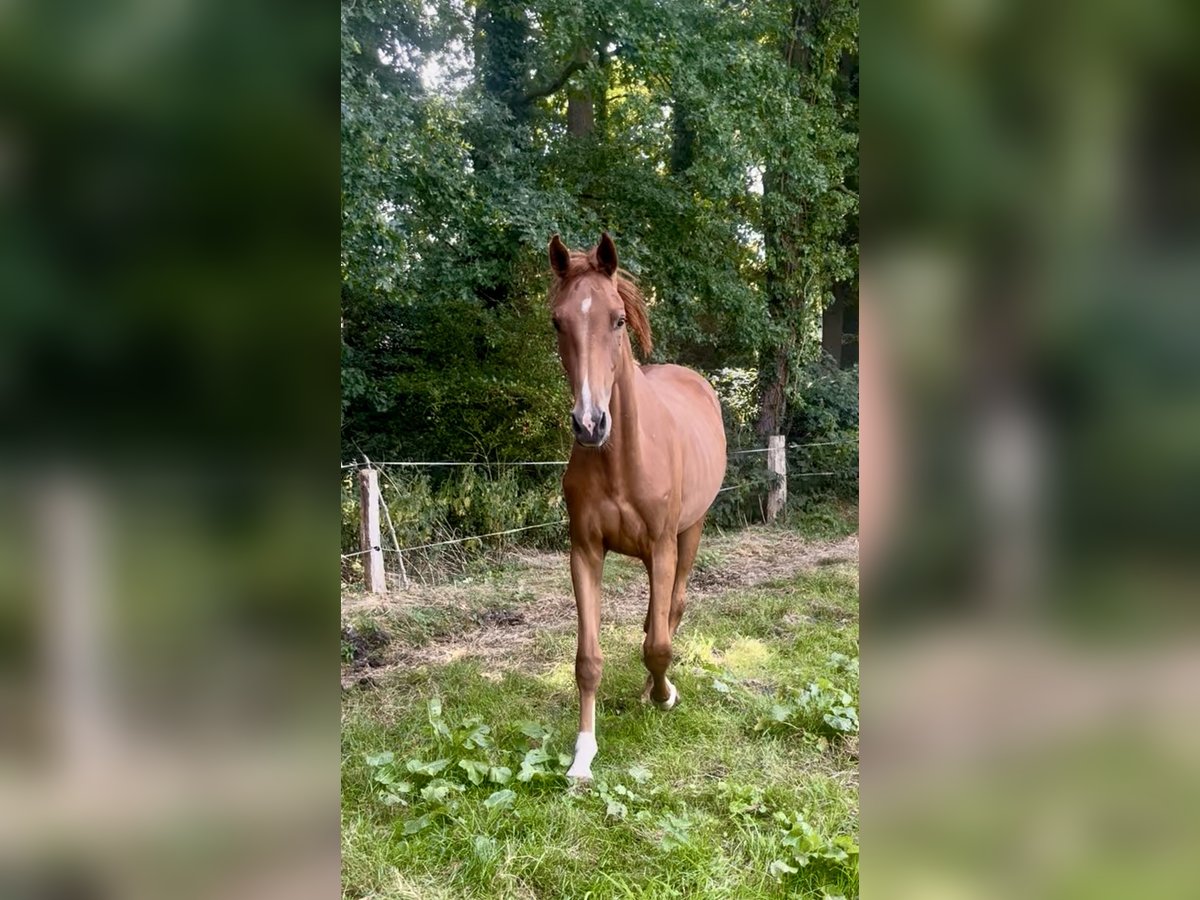 Other Warmbloods Gelding 2 years Chestnut-Red in Ochtrup