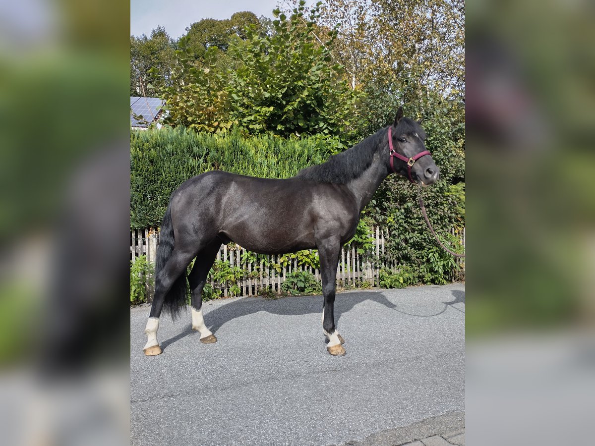 Other Warmbloods Gelding 3 years 15,1 hh Black in Aschau im Chiemgau