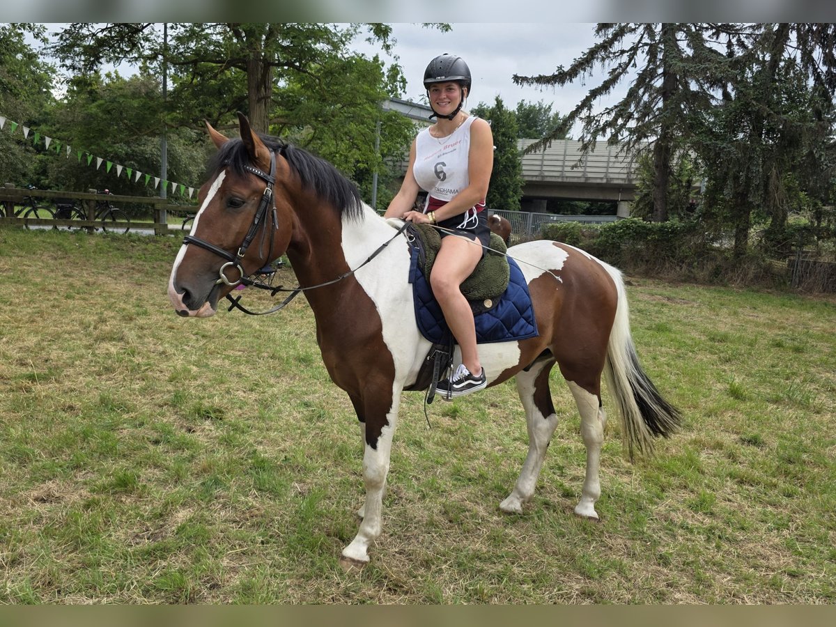 Other Warmbloods Gelding 3 years 15,2 hh Pinto in Braunschweig