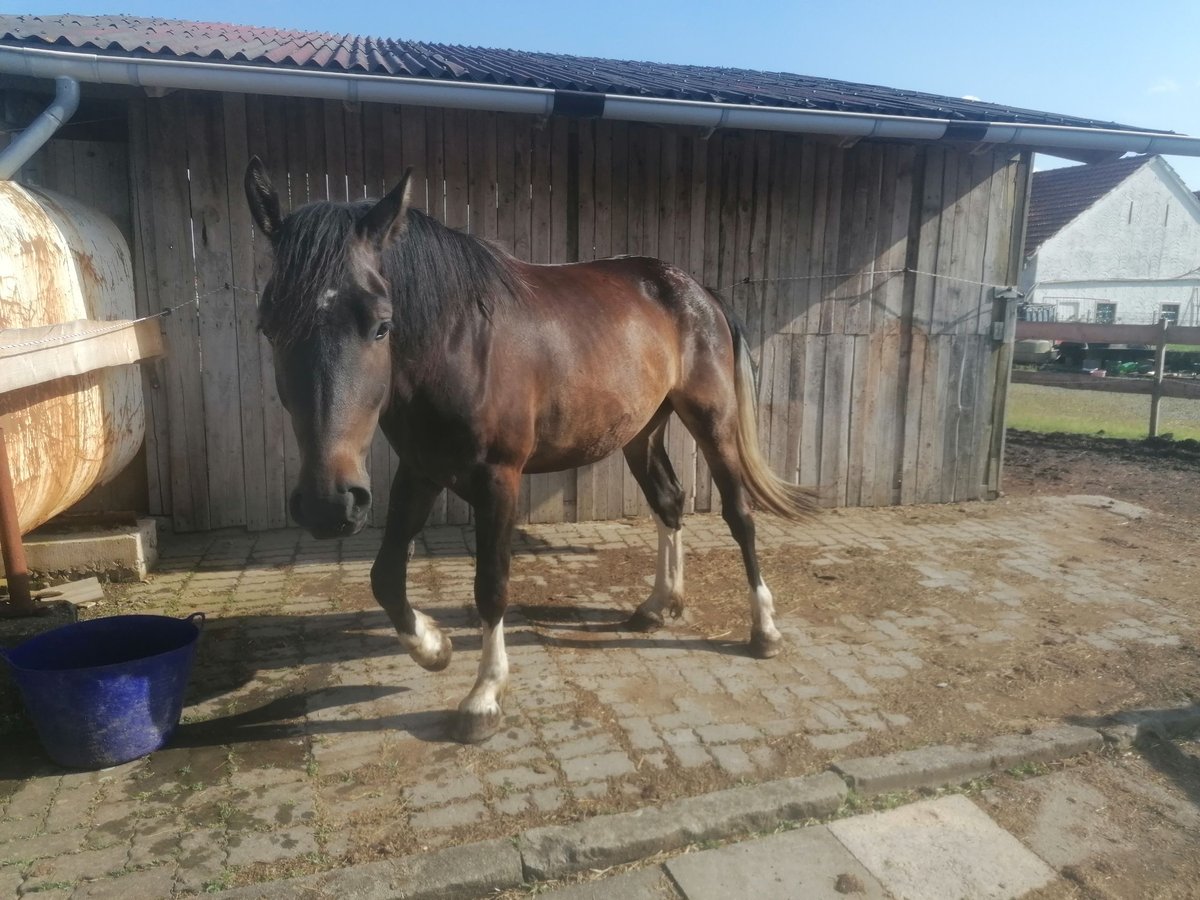 Other Warmbloods Mix Gelding 3 years 16,2 hh Brown in Hessisch Lichtenau